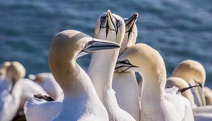 AYX GAMING-里奇·麦考退役后，仍然以不同身份支持新西兰橄榄球，nba麦克里兰