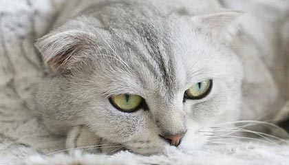 AYX GAMING-里奇·麦考退役后，仍然以不同身份支持新西兰橄榄球，nba麦克里兰