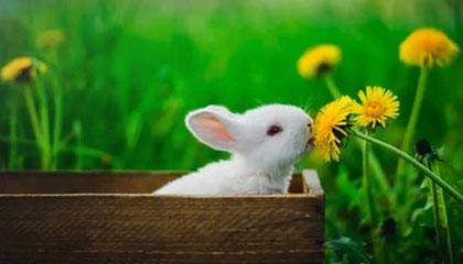 AYX GAMING-里奇·麦考退役后，仍然以不同身份支持新西兰橄榄球，nba麦克里兰