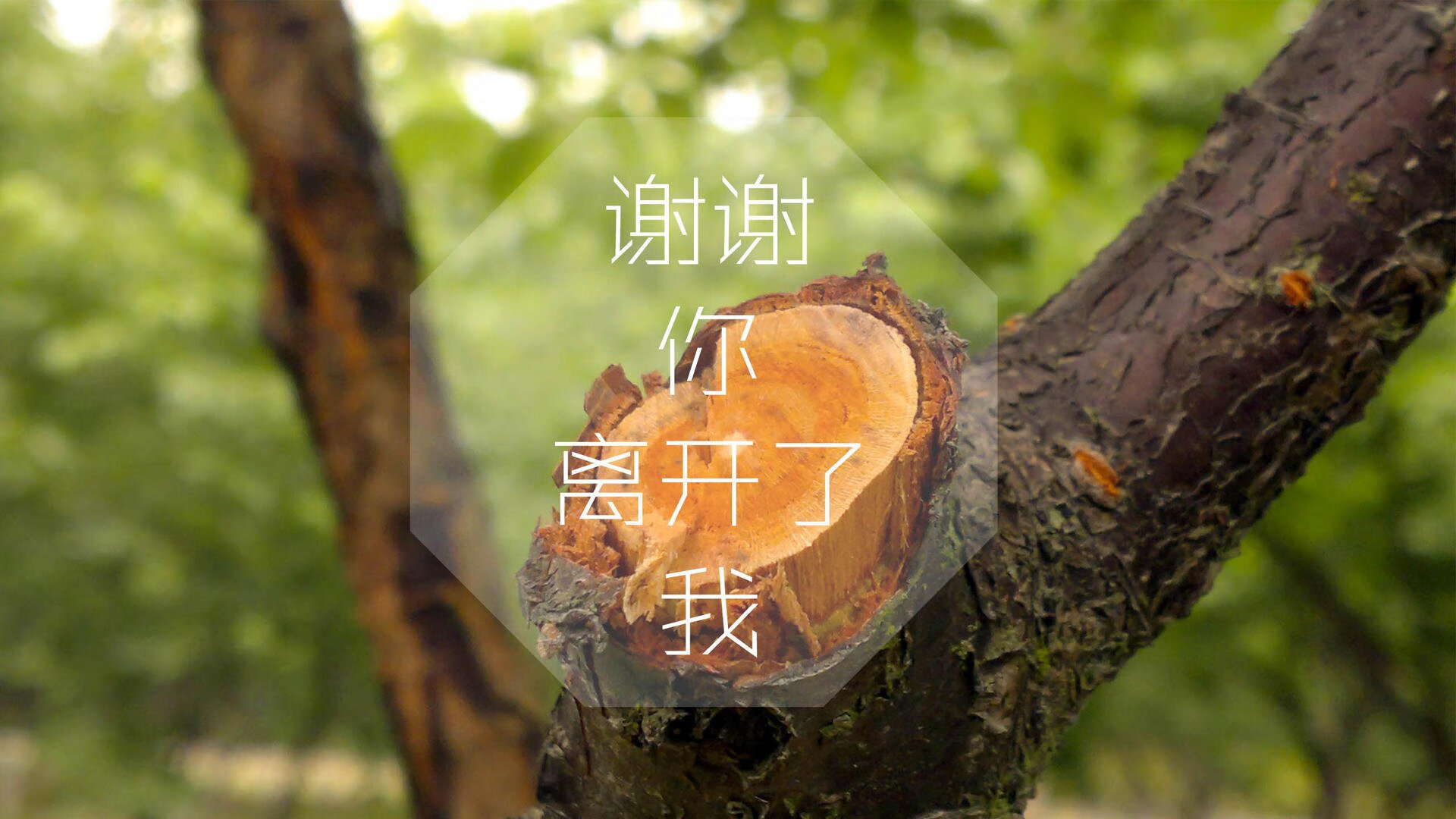 _篮网团队合作无间，联盟第一位置稳固_，篮网合体