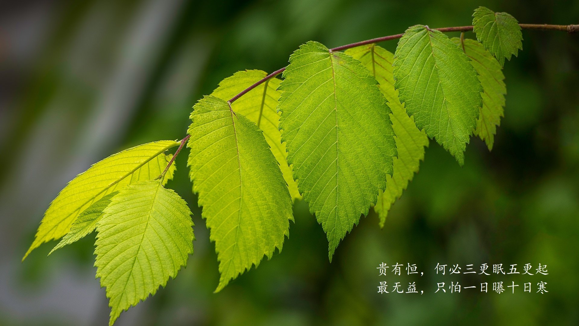 切尔西女足冠军路上关键比赛回顾，切尔西女足冠军路上关键比赛回顾录像