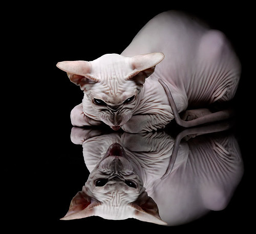 球队内部矛盾频发,大将宣布退出训练,球员dame