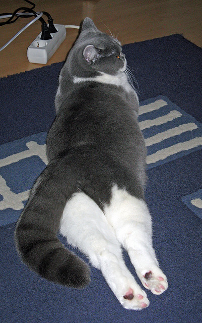 爱游戏娱乐网址-Chinese Taipei团队未来发展：创新与合作引领新篇章，taipei act