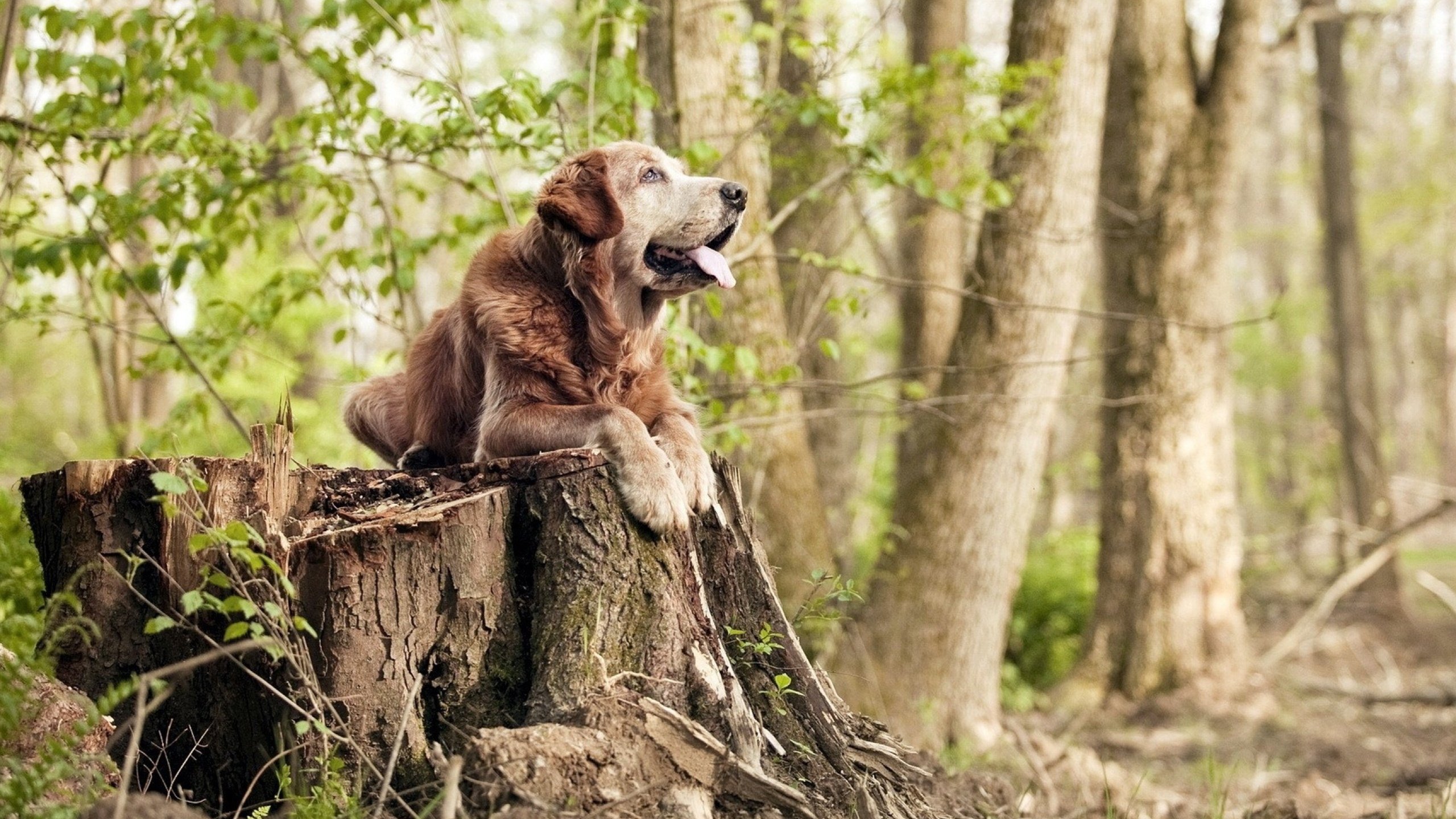 快节奏球员是否需具备高反应速度和冷静思维,快节奏的弊端