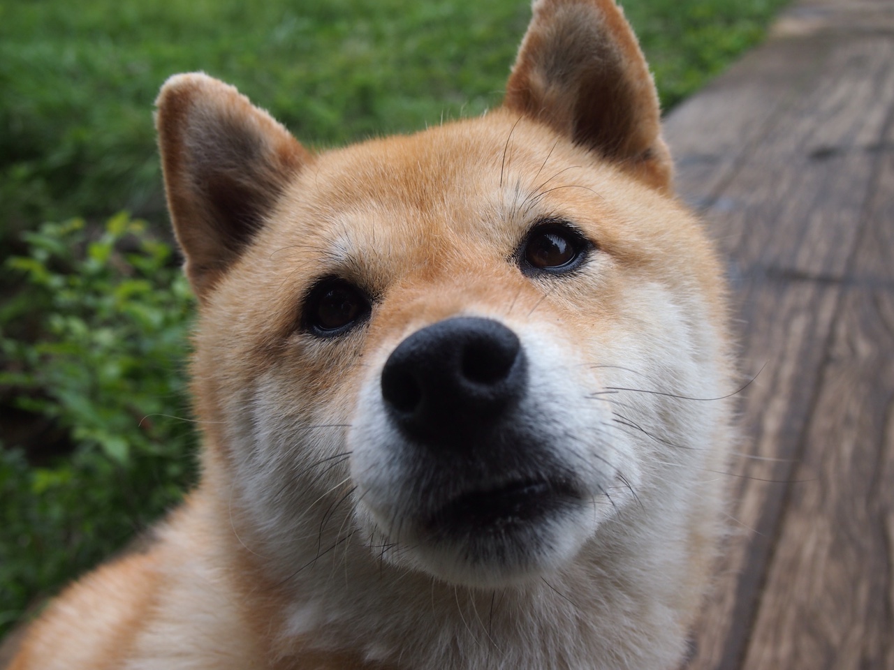 球迷基础稳固，为未来稳定发展奠定基础，球迷定义