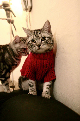 男子蝶泳选手滑行距离对比分析，男子蝶泳比赛视频