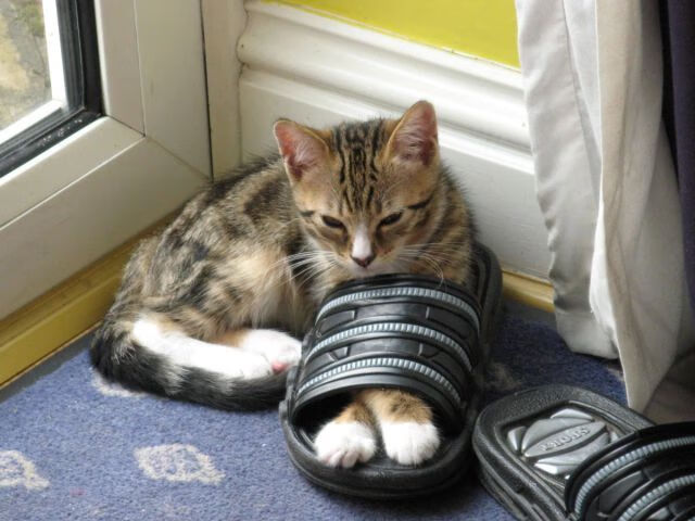 -转换进攻节奏是否由前场还是后场发起主导，转换进攻节奏是否由前场还是后场发起主导的