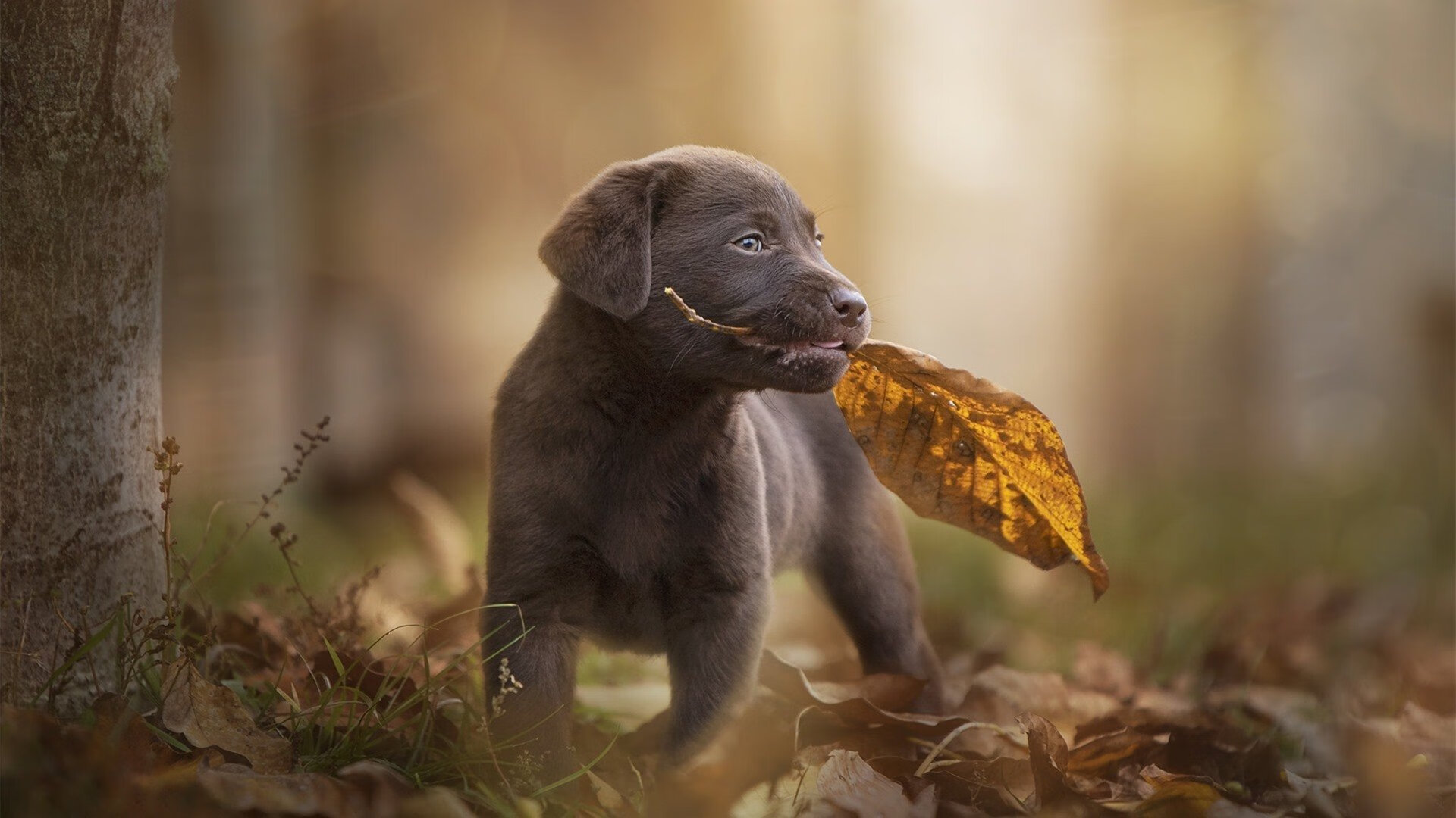 AIYOUXI.COM-墨西哥在客场取胜，拉美篮球竞争白热化，墨西哥篮球厉害吗