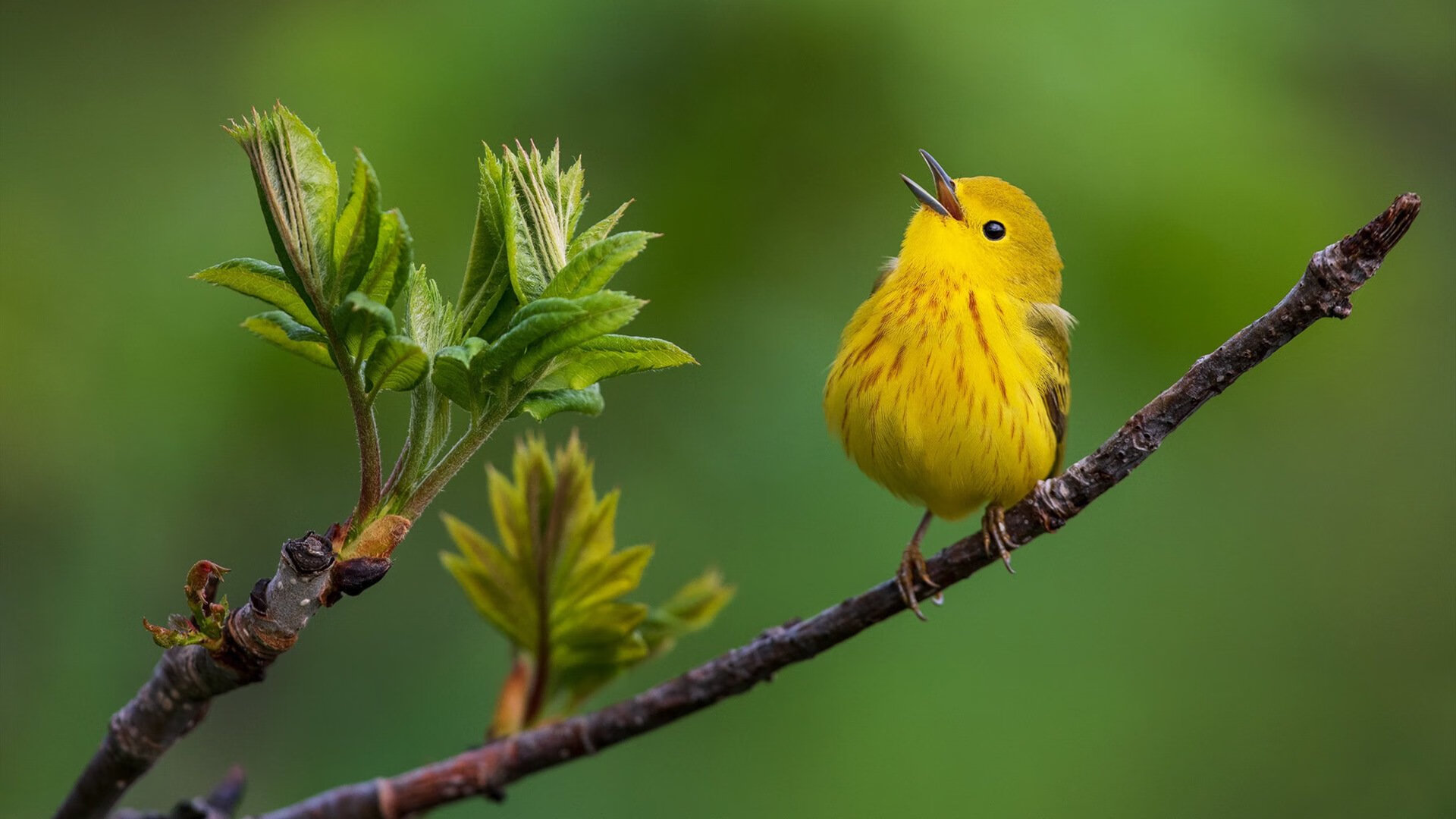 水球快攻突尼斯男队形成压制