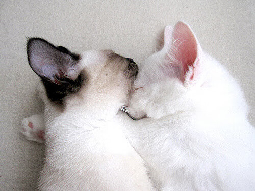 爱游戏娱乐平台-科里·简：敏捷的跑位和坚韧的进攻让全黑队进攻不断升级，科里尔百科全书