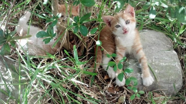 爱游戏体育平台-自由泳个人赛朝鲜新星异军突起，自由泳比赛视频 高清
