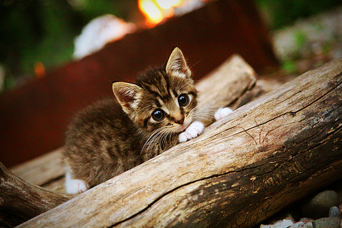 足球运动员公益津贴项目帮助解决青少年体育经费不足问题，青少年足球培训 国家补贴