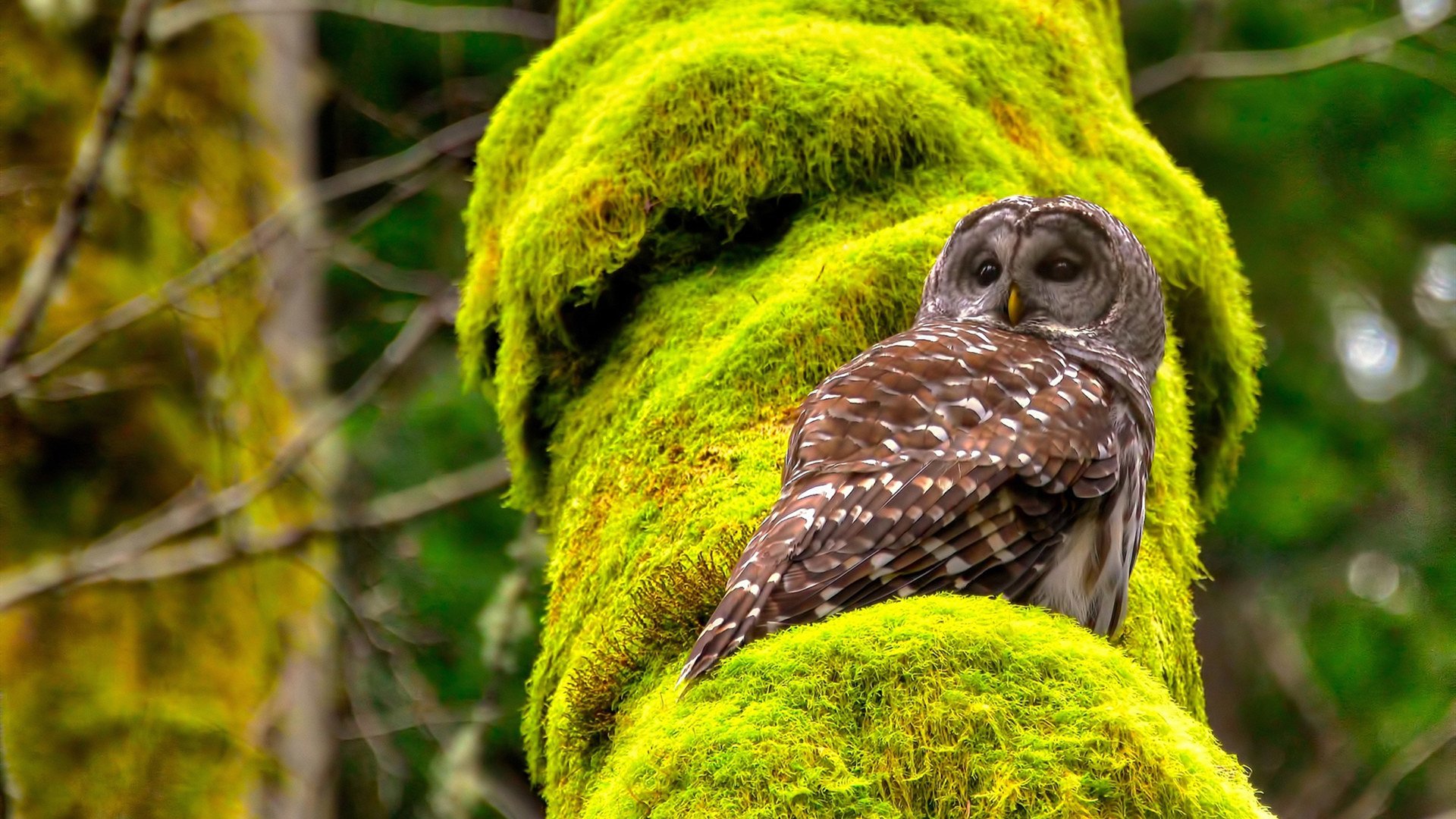 鹈鹕中锋持续专注脚步训练强化篮下对抗，鹈鹕鹈鹕